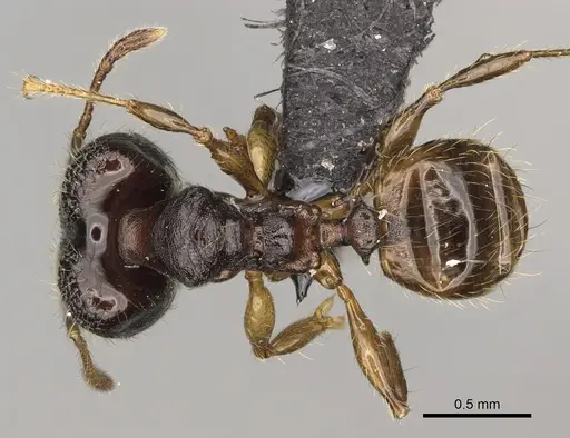 Pheidole andapa specimen CASENT0068047 image casent0068047_1