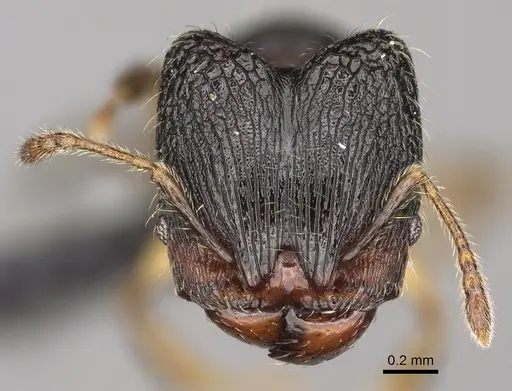 Pheidole andapa specimen CASENT0068047 image casent0068047_2