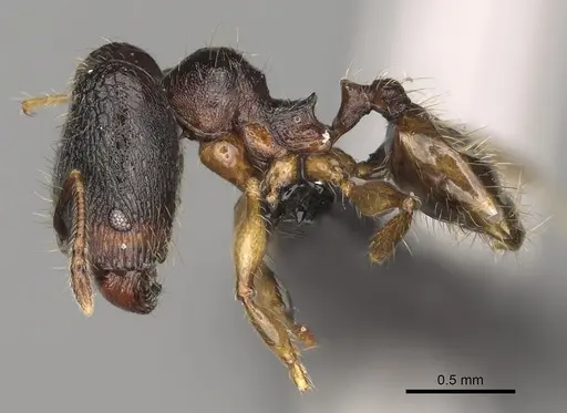 Pheidole andapa specimen CASENT0068047 image casent0068047_4