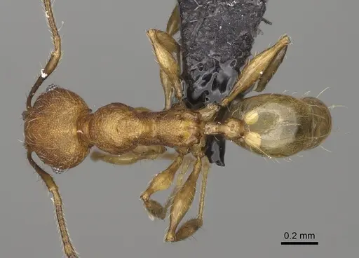 Pheidole andapa specimen CASENT0923178 image casent0923178_1