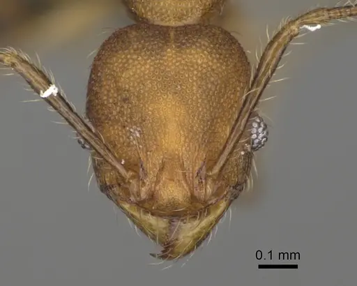 Pheidole andapa specimen CASENT0923178 image casent0923178_2