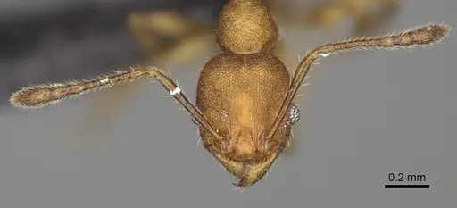 Pheidole andapa specimen CASENT0923178 image casent0923178_3