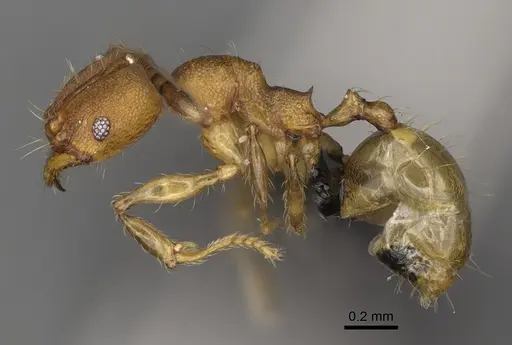 Pheidole andapa specimen CASENT0923178 image casent0923178_4