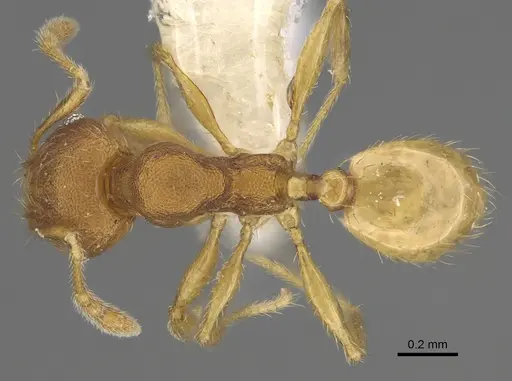 Pheidole andersoni specimen CASENT0645168 image casent0645168_1
