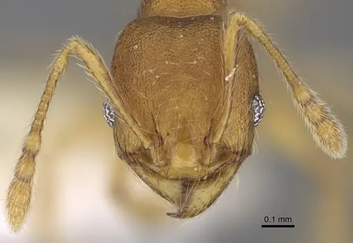 Pheidole andersoni specimen CASENT0645168 image casent0645168_2