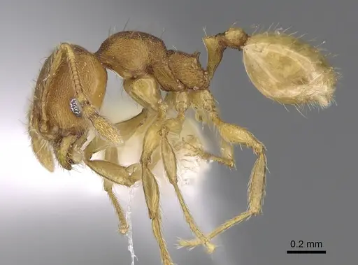 Pheidole andersoni specimen CASENT0645168 image casent0645168_3