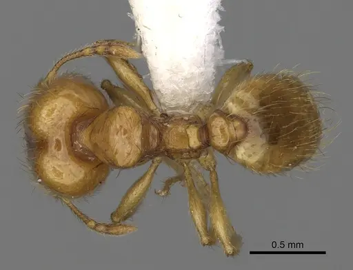 Pheidole andersoni specimen CASENT0645173 image casent0645173_1