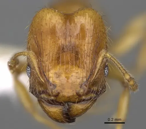 Pheidole andersoni specimen CASENT0645173 image casent0645173_2