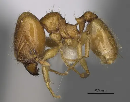 Pheidole andersoni specimen CASENT0645173 image casent0645173_3