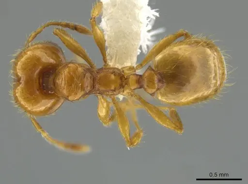 Pheidole andersoni specimen CASENT0645179 image casent0645179_1