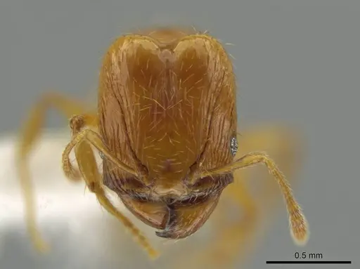 Pheidole andersoni specimen CASENT0645179 image casent0645179_2