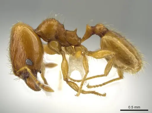 Pheidole andersoni specimen CASENT0645179 image casent0645179_3