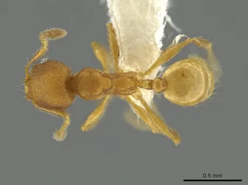Pheidole andersoni specimen CASENT0645180 image casent0645180_1