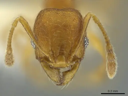 Pheidole andersoni specimen CASENT0645180 image casent0645180_2