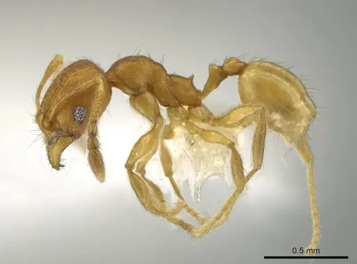 Pheidole andersoni specimen CASENT0645180 image casent0645180_3