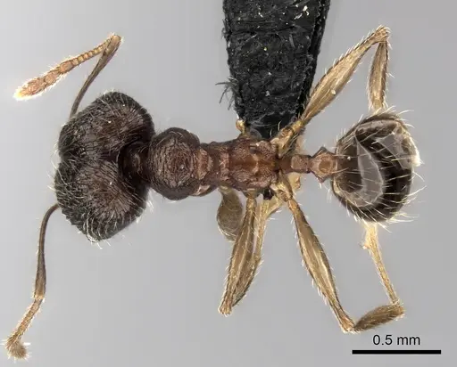 Pheidole andohahela specimen CASENT0061090 image casent0061090_1