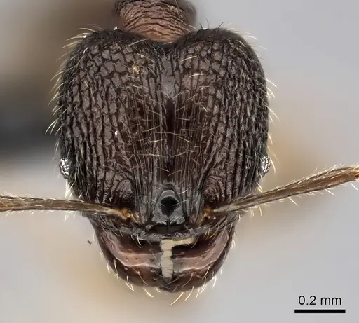 Pheidole andohahela specimen CASENT0061090 image casent0061090_2