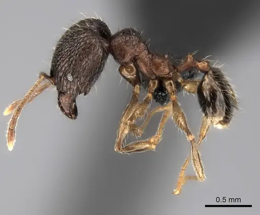 Pheidole andohahela specimen CASENT0061090 image casent0061090_3