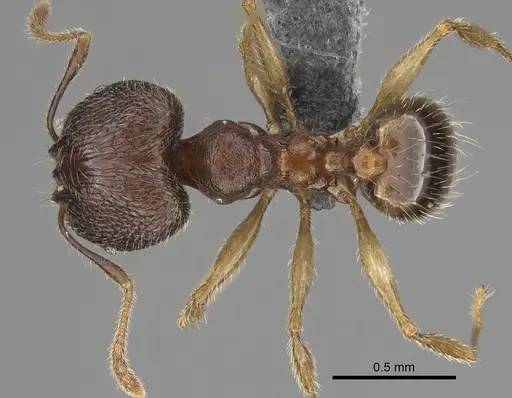 Pheidole andohahela specimen CASENT0700917 image casent0700917_1