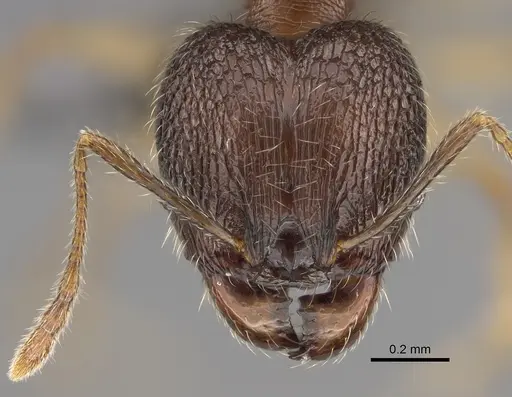 Pheidole andohahela specimen CASENT0700917 image casent0700917_2