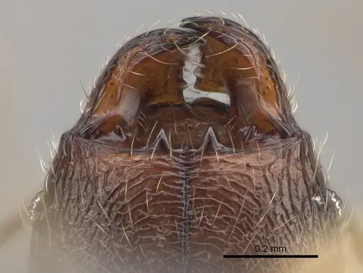 Pheidole andohahela specimen CASENT0700917 image casent0700917_3