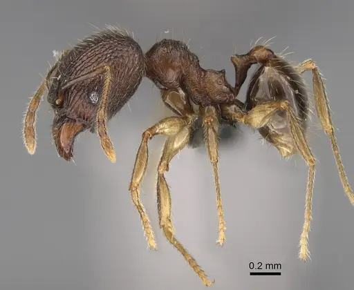 Pheidole andohahela specimen CASENT0700917 image casent0700917_4