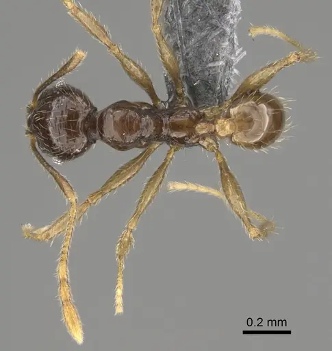 Pheidole andohahela specimen CASENT0923281 image casent0923281_1