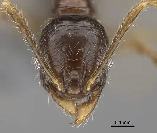 Pheidole andohahela specimen CASENT0923281 image casent0923281_2