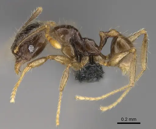 Pheidole andohahela specimen CASENT0923281 image casent0923281_3