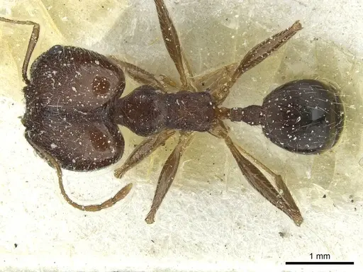 Pheidole andrieui specimen CASENT0913264 image casent0913264_1