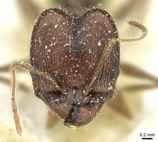 Pheidole andrieui specimen CASENT0913264 image casent0913264_2