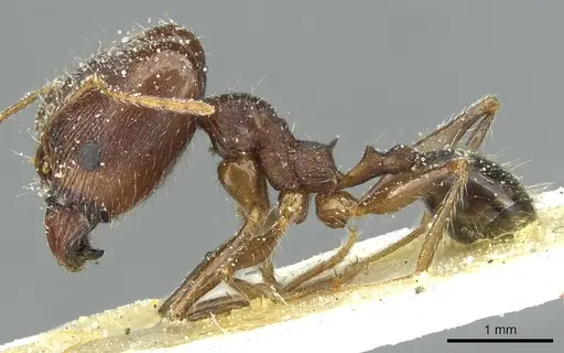 Pheidole andrieui specimen CASENT0913264 image casent0913264_3