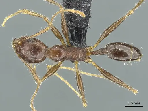 Pheidole andrieui specimen CASENT0913265 image casent0913265_1