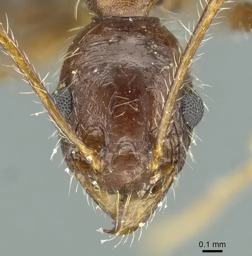 Pheidole andrieui specimen CASENT0913265 image casent0913265_2
