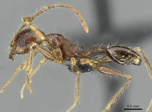 Pheidole andrieui specimen CASENT0913265 image casent0913265_3