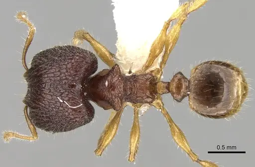 Pheidole angulicollis specimen CASENT0281626 image casent0281626_1