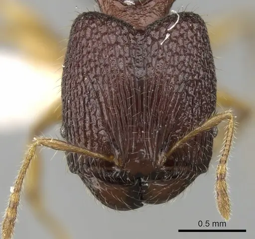 Pheidole angulicollis specimen CASENT0281626 image casent0281626_2