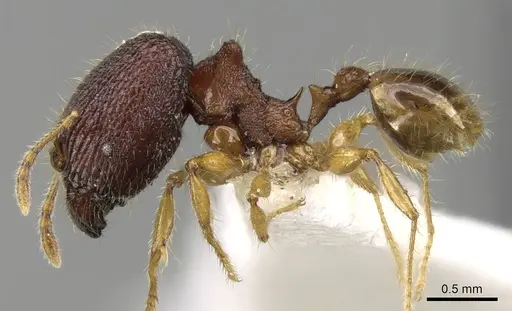 Pheidole angulicollis specimen CASENT0281626 image casent0281626_3