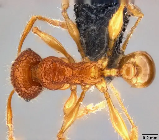 Pheidole angulicollis specimen CASENT0282600 image casent0282600_1