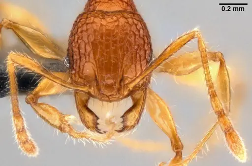 Pheidole angulicollis specimen CASENT0282600 image casent0282600_2