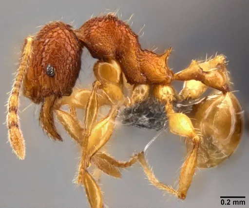 Pheidole angulicollis specimen CASENT0282600 image casent0282600_3