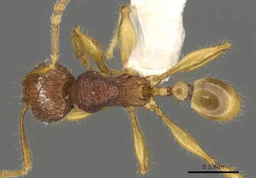 Pheidole angulicollis specimen CASENT0901622 image casent0901622_1