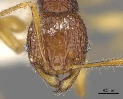 Pheidole angulicollis specimen CASENT0901622 image casent0901622_2