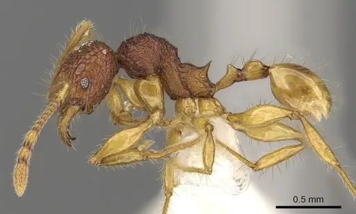 Pheidole angulicollis specimen CASENT0901622 image casent0901622_3