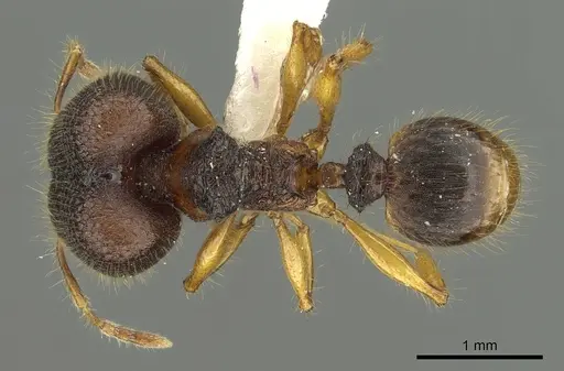Pheidole angulicollis specimen CASENT0901623 image casent0901623_1