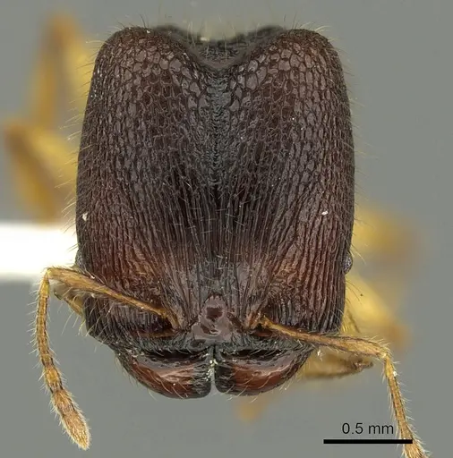 Pheidole angulicollis specimen CASENT0901623 image casent0901623_2