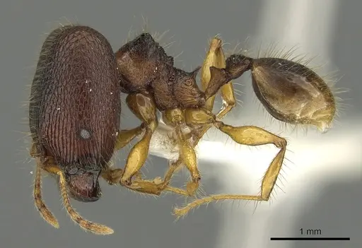 Pheidole angulicollis specimen CASENT0901623 image casent0901623_3