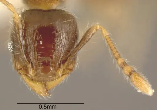 Pheidole angulifera specimen CASENT0610094 image casent0610094_1
