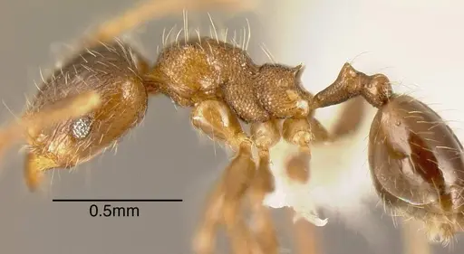 Pheidole angulifera specimen CASENT0610094 image casent0610094_2