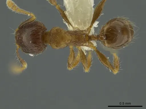 Pheidole angulifera specimen CASENT0625430 image casent0625430_1